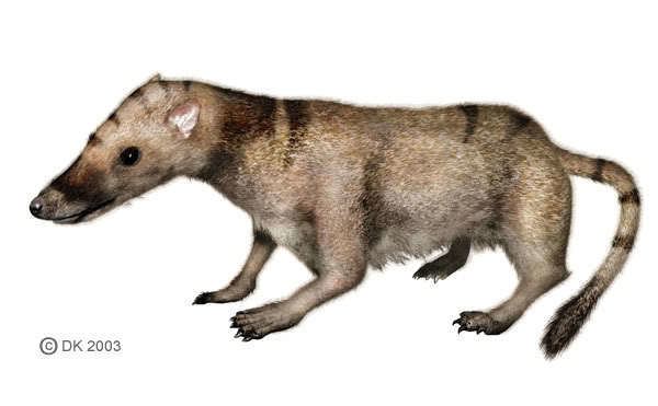 Sinoconodon Sinoconodon rigneyi is a species of mammaliamorph from the late