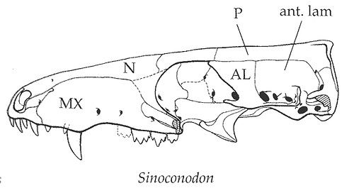 Sinoconodon Sinoconodon from The Origin and Evolution of Mammals TS Flickr