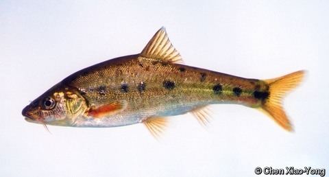 Sinocyclocheilus Sinocyclocheilus grahami Golden Line Fish