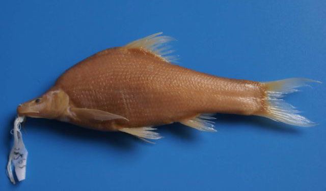 Sinocyclocheilus Fish Identification