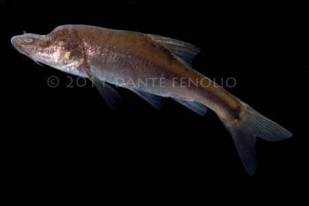 Sinocyclocheilus China amp Some Very Cool Cave Fish anotheca
