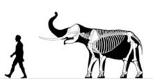 Sinomastodon - Alchetron, The Free Social Encyclopedia