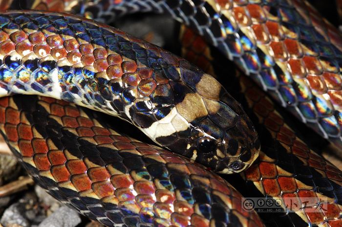 Sinomicrurus Sinomicrurus sauteri Taiwan Coral Snake