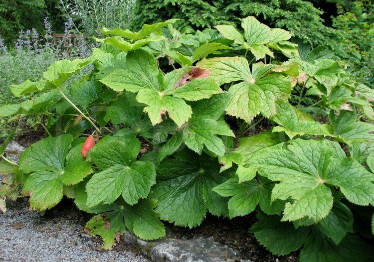 Sinopodophyllum VIRBOGA Sinopodophyllum hexandrum