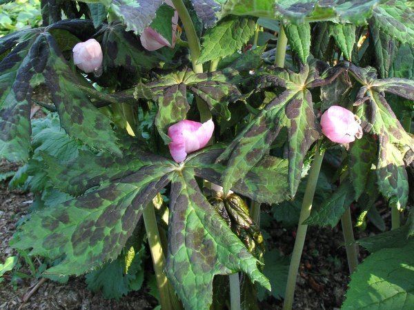 Sinopodophyllum Podophyllum hexandrum MD97150