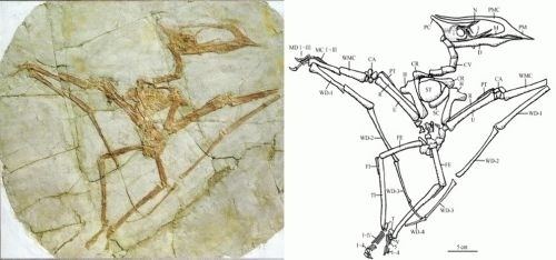 Sinopterus Sinopterus information Dinosaurs