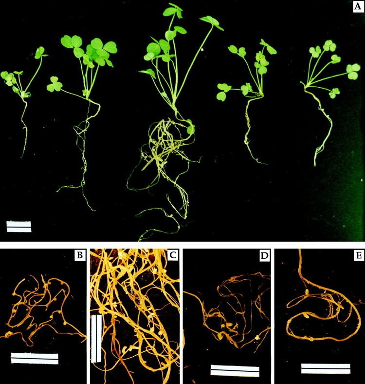 Sinorhizobium meliloti Increase in Alfalfa Nodulation Nitrogen Fixation and Plant Growth