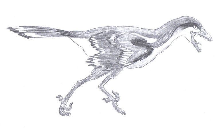Sinornis Sinornis by DinosaurianDude on DeviantArt