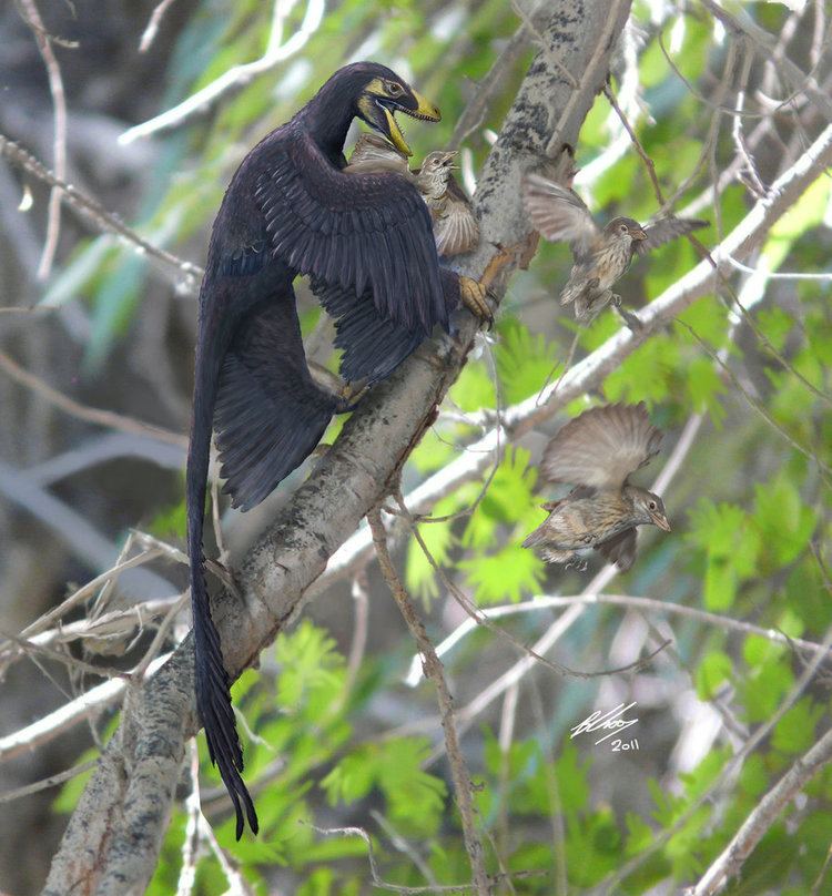 Sinornis Microraptor and Sinornis OLD VERSION by Gogosardina on DeviantArt