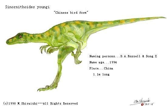 Sinornithoides Sinornithoides Pictures amp Facts The Dinosaur Database