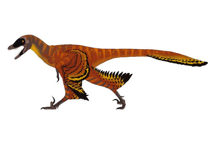 Sinornithosaurus sinornithosaurus DeviantArt