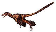 Sinornithosaurus httpsuploadwikimediaorgwikipediacommonsthu