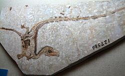 Sinosauropteryx Sinosauropteryx Wikipedia