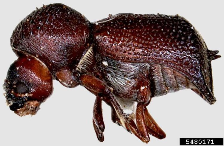Sinoxylon auger beetle Sinoxylon anale Coleoptera Bostrichidae 5480171
