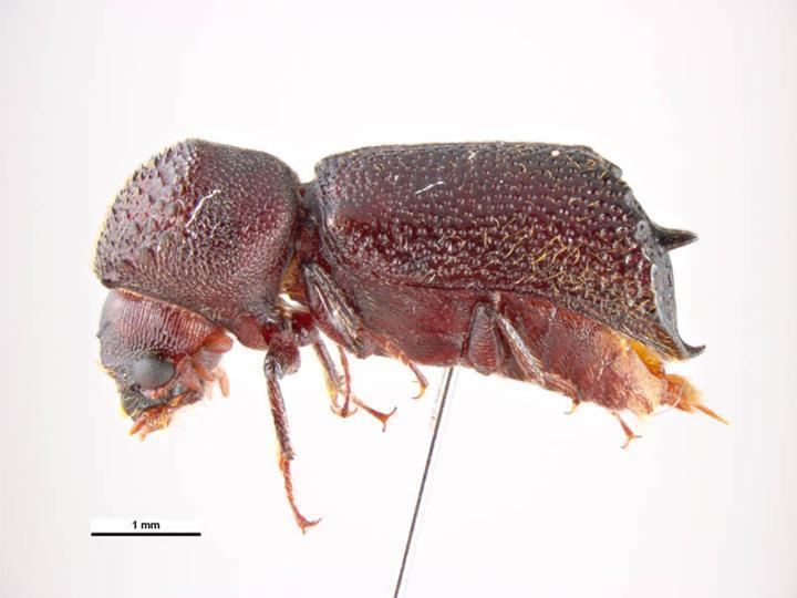 Sinoxylon Auger beetle