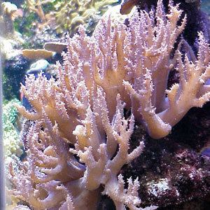 Sinularia Sinularia Finger Leather Coral Soft Corals Pinterest Coral
