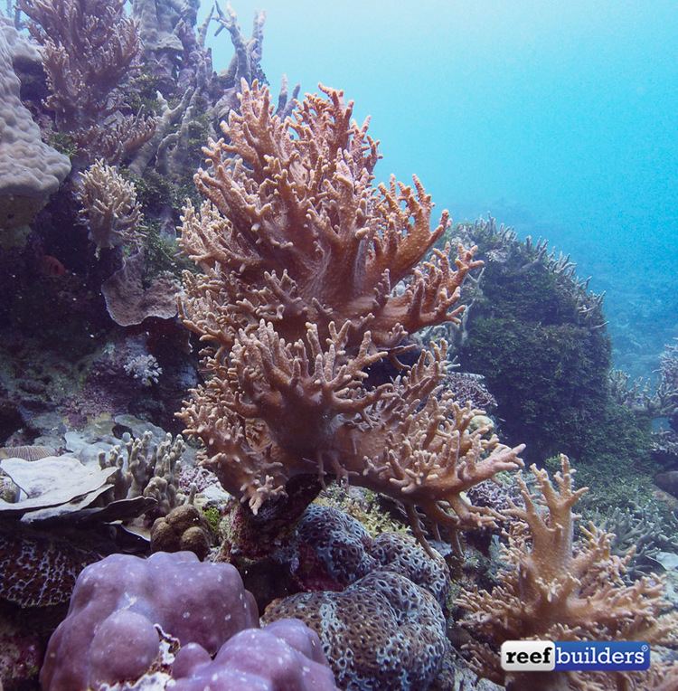 Sinularia Get to know the leather corals Sarcophyton Lobophytum and