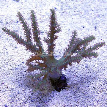 Sinularia Saltwater Aquarium Corals for Marine Reef Aquariums Sinularia