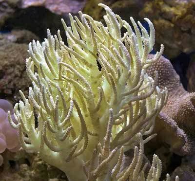 Sinularia Flexible Leather Coral Sinularia flexibilis Soft Coral Information
