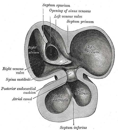 Sinus venosus