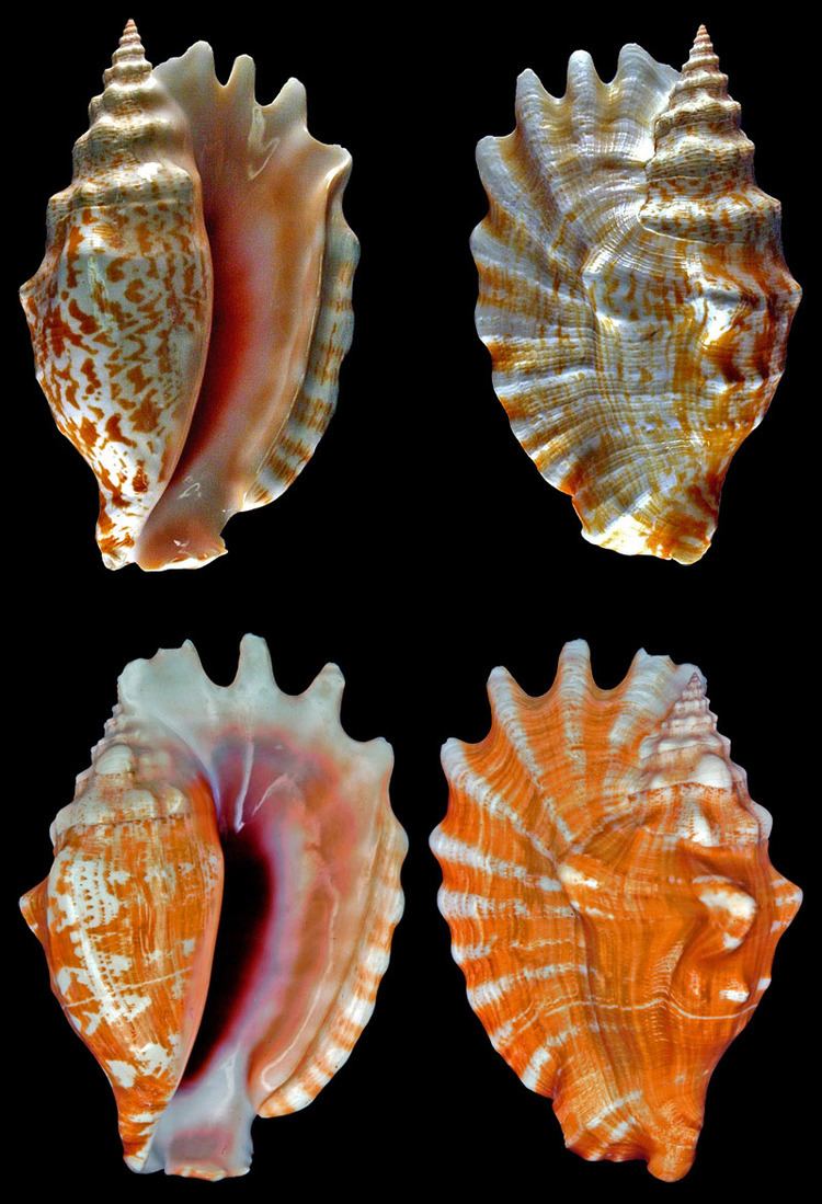 Sinustrombus sinuatus Gastropoda Stromboidea Species Sinustrombus Sinuatus