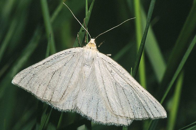 Siona lineata Siona moth Wikipedia