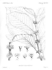 Siparunaceae httpsuploadwikimediaorgwikipediacommonsthu