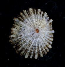 Siphonaria diemenensis httpsuploadwikimediaorgwikipediacommonsthu