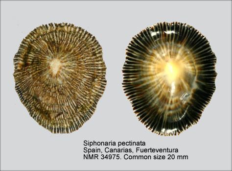 Siphonaria pectinata HomeNATURAL HISTORY MUSEUM ROTTERDAM Mollusca Gastropoda