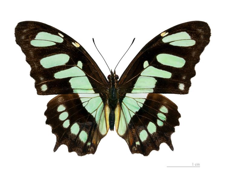 Siproeta stelenes Malachite papillon Wikiwand