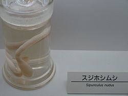 Sipunculidea httpsuploadwikimediaorgwikipediacommonsthu