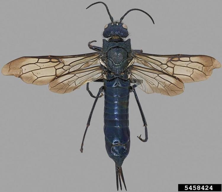Sirex juvencus Sirex woodwasp Sirex juvencus californicus Hymenoptera Siricidae