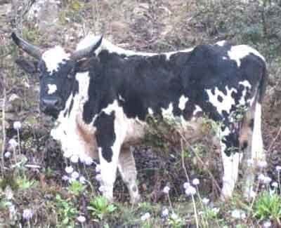 Siri cattle wwwroysfarmcomwpcontentuploads201609SiriC