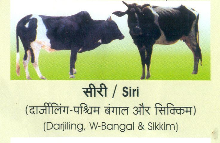 Siri cattle Pin by Save Cows Foundation India on Indian Cow Breeds Pinterest
