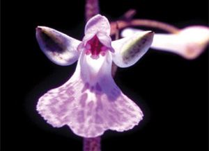 Sirindhornia pulchella wwwforestgothoripimagesstoriesBotanyetcSi