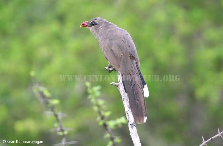Sirkeer malkoha Ceylon Bird Club Birds of Sri Lanka sri lankan birds endemic