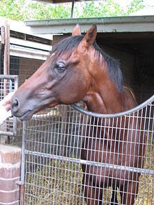 Sirmione (horse) httpsuploadwikimediaorgwikipediacommonsthu