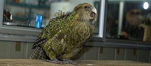 Sirocco (parrot) httpsuploadwikimediaorgwikipediacommonsthu