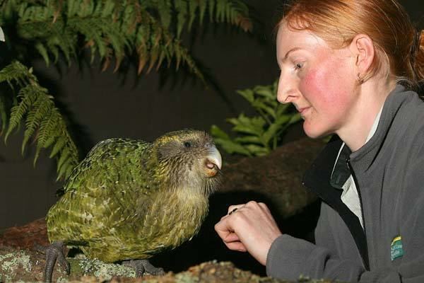 Sirocco (parrot) Kakapo Sirocco