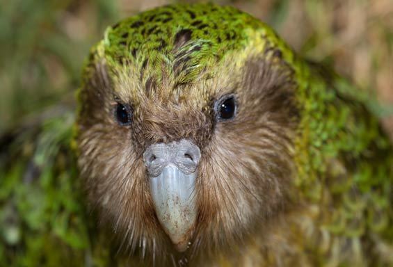 Sirocco (parrot) Sirocco the kakapo conservation superstar Kakapo