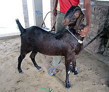 Sirohi goat httpsuploadwikimediaorgwikipediacommonsthu