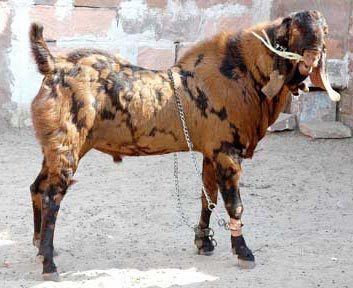 Sirohi goat Sirohi Goat Manufacturer amp Manufacturer from Jodhpur India ID