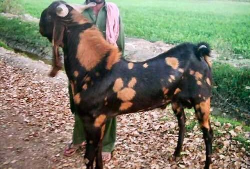 Sirohi goat Sirohi Goat Breed Information Guide Agrifarmingin
