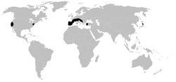 Sironidae httpsuploadwikimediaorgwikipediacommonsthu