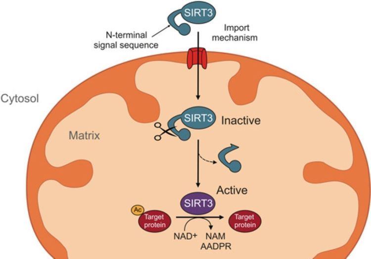 SIRT3 SIRT3 a pivotal actor in mitochondrial functions metabolism cell