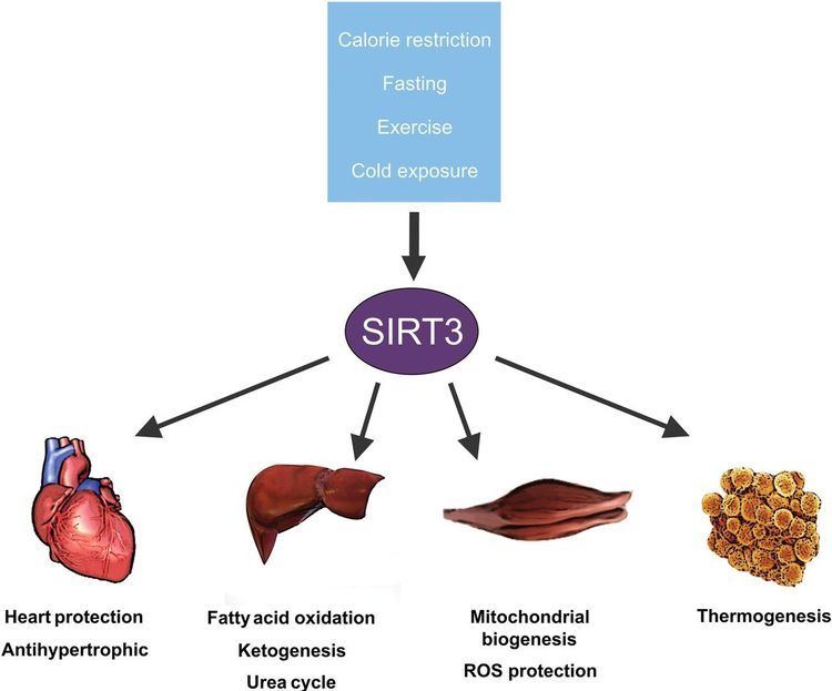 SIRT3 SIRT3 a pivotal actor in mitochondrial functions metabolism cell