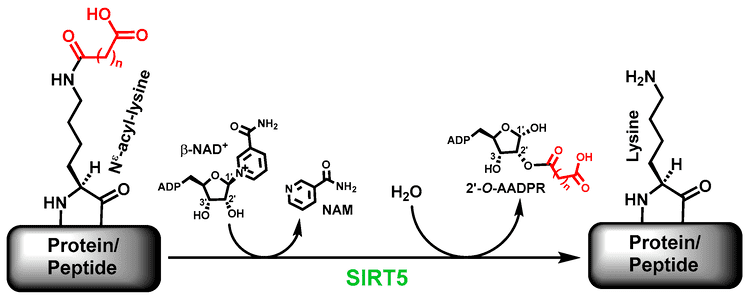 SIRT5 Molecules Free FullText A Selective Cyclic Peptidic Human SIRT5