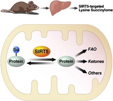 SIRT5 SIRT5 Regulates the Mitochondrial Lysine Succinylome and Metabolic