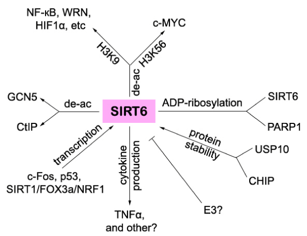 SIRT6 austinpublishinggroupcomclinicalpathologyfullt
