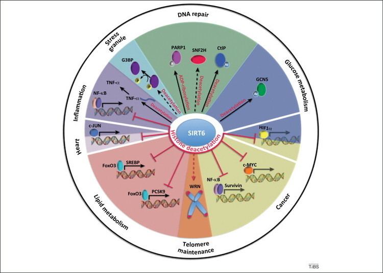 SIRT6 Chromatin and beyond the multitasking roles for SIRT6 Trends in